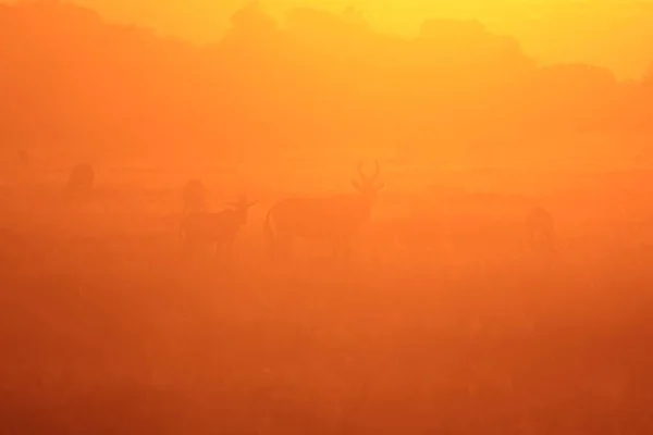 Foto Cênica Belos Gnus Selvagens Habitat Natural Pôr Sol — Fotografia de Stock