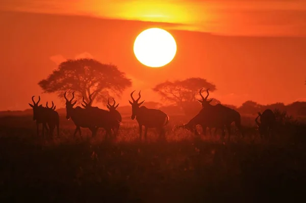 Schilderachtige Foto Van Prachtige Wilde Wildebeesten Natuurlijke Habitat Zonsondergang — Stockfoto