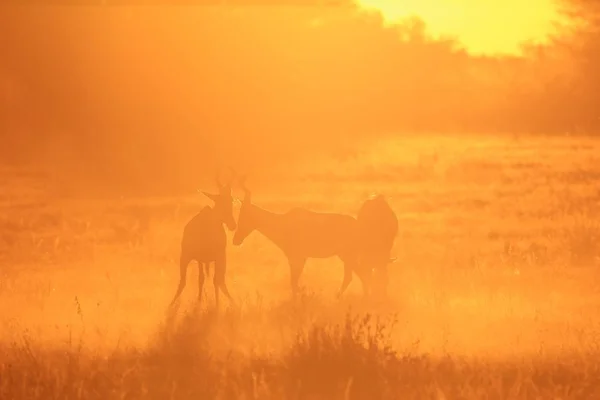 Landschaftliche Aufnahme Von Schönen Wilden Gnus Natürlichem Lebensraum Bei Sonnenuntergang — Stockfoto