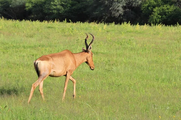 Landschaftliche Aufnahme Von Schönen Wilden Gnus Natürlichem Lebensraum — Stockfoto