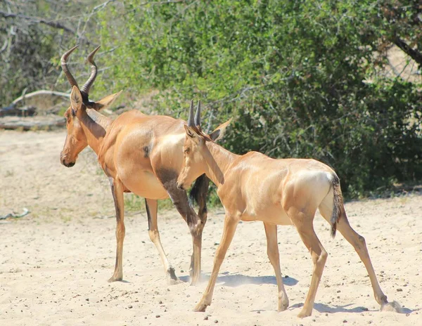 Foto Cênica Belos Gnus Selvagens Habitat Natural — Fotografia de Stock