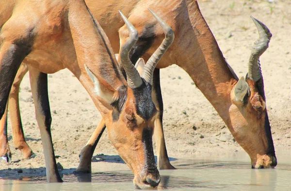 Fotografía Escénica Hermosos Ñus Silvestres Hábitat Natural —  Fotos de Stock