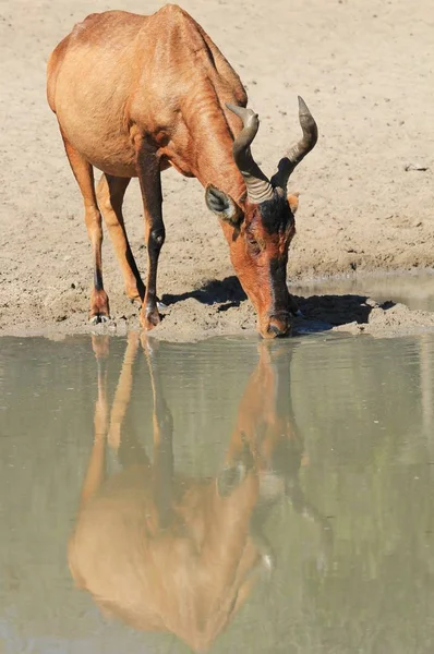 风景美丽的野生羚车在自然栖息地拍摄 — 图库照片