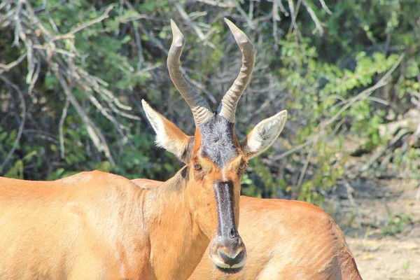 Prise Vue Panoramique Belle Gnous Sauvage Dans Habitat Naturel — Photo