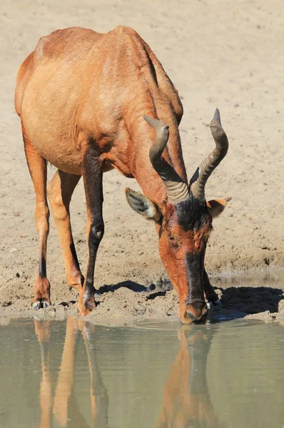 Fotografía Escénica Hermoso Ñus Silvestre Hábitat Natural —  Fotos de Stock