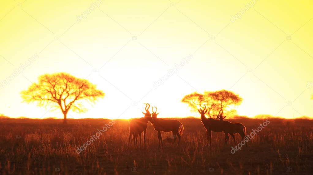 scenic shot of beautiful wild wildebeests in natural habitat on sunset
