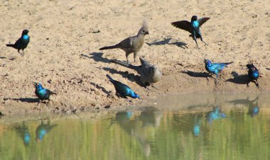 doğal yaşam alanında güzel Afrika sığırcık kuşlarının yakın çekim