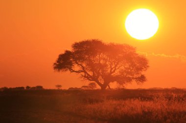 güzel turuncu Afrika günbatımı doğal çekim