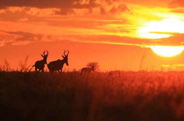 gün batımında doğal yaşam alanında güzel vahşi antilopların doğal çekim