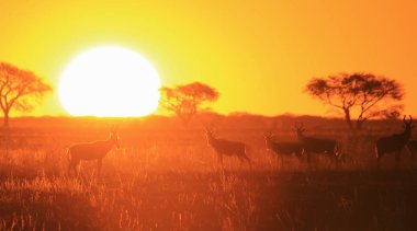 gün batımında doğal yaşam alanında güzel vahşi antilopların doğal çekim