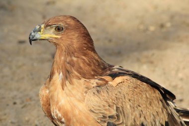 güzel vahşi kartal kuş yakın çekim