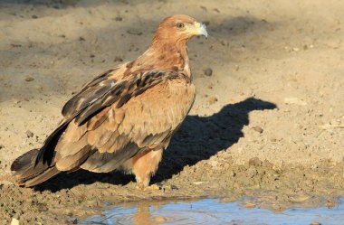 güzel vahşi kartal kuş yakın çekim