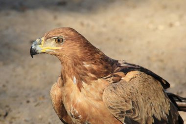 güzel vahşi kartal kuş yakın çekim