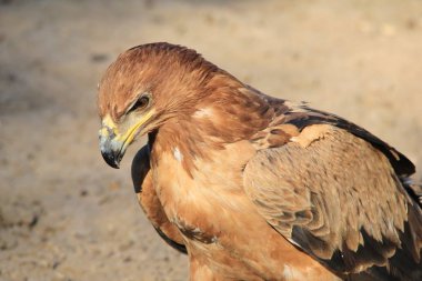 güzel vahşi kartal kuş yakın çekim