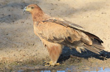 güzel vahşi kartal kuş yakın çekim