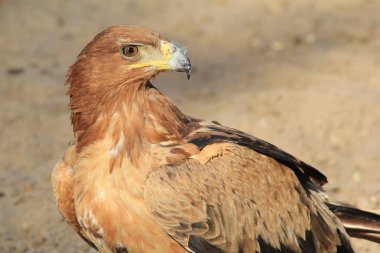 güzel vahşi kartal kuş yakın çekim