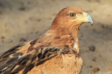 güzel vahşi kartal kuş yakın çekim