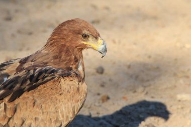 güzel vahşi kartal kuş yakın çekim