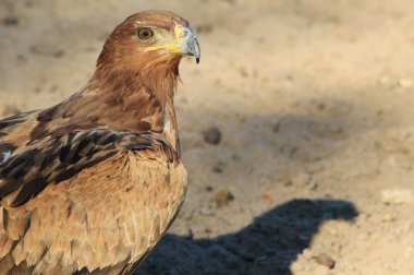 güzel vahşi kartal kuş yakın çekim