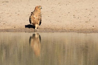 güzel vahşi kartal kuş yakın çekim