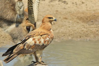 güzel vahşi kartal kuş yakın çekim