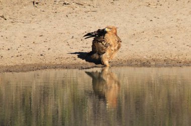 güzel vahşi kartal kuş yakın çekim