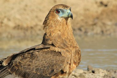 güzel vahşi kartal kuş yakın çekim