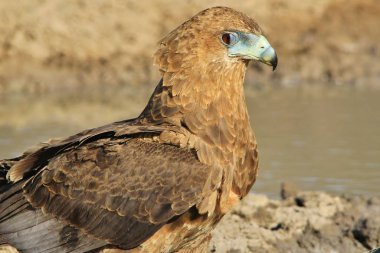 güzel vahşi kartal kuş yakın çekim