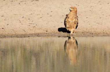 güzel vahşi kartal kuş yakın çekim