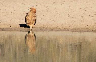 güzel vahşi kartal kuş yakın çekim