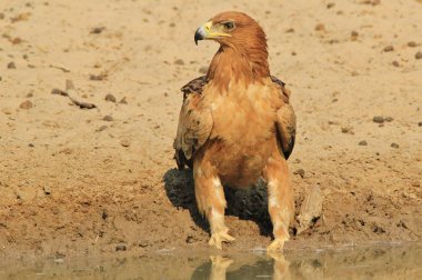 güzel vahşi kartal kuş yakın çekim