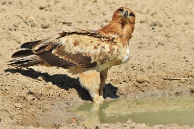 güzel vahşi kartal kuş yakın çekim