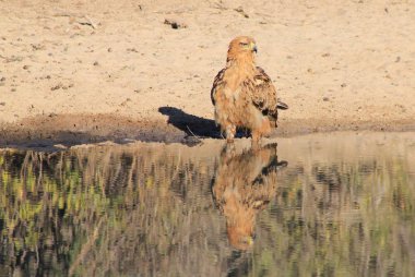 güzel vahşi kartal kuş yakın çekim