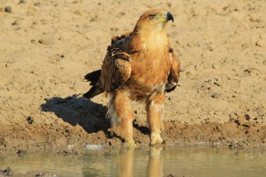 güzel vahşi kartal kuş yakın çekim