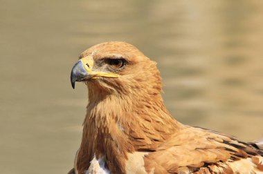 güzel vahşi kartal kuş yakın çekim