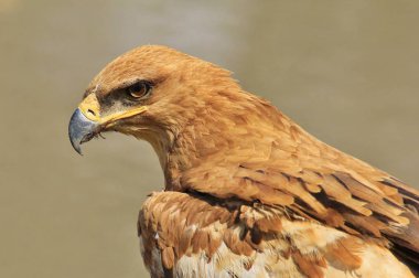 güzel vahşi kartal kuş yakın çekim