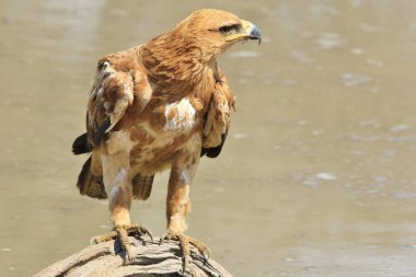 güzel vahşi kartal kuş yakın çekim