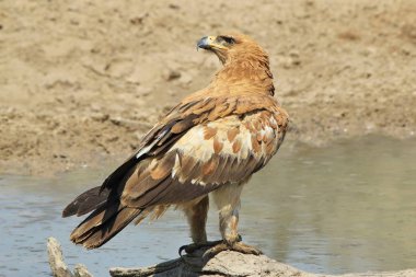 güzel vahşi kartal kuş yakın çekim