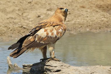 güzel vahşi kartal kuş yakın çekim