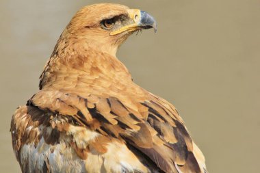 güzel vahşi kartal kuş yakın çekim