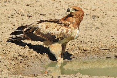 güzel vahşi kartal kuş yakın çekim