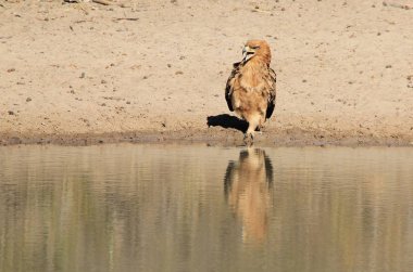 güzel vahşi kartal kuş yakın çekim