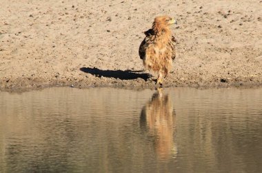 güzel vahşi kartal kuş yakın çekim