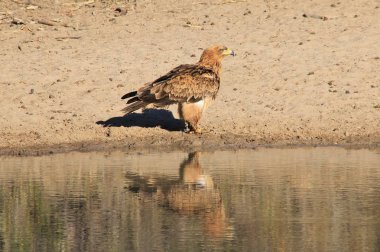 güzel vahşi kartal kuş yakın çekim