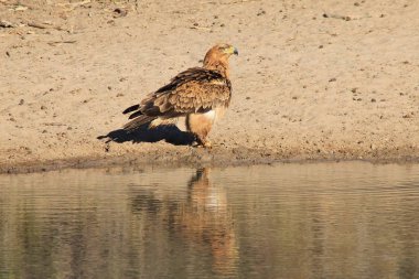 güzel vahşi kartal kuş yakın çekim