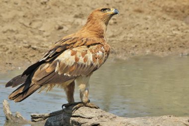 güzel vahşi kartal kuş yakın çekim