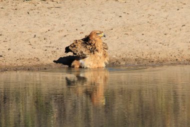 güzel vahşi kartal kuş yakın çekim