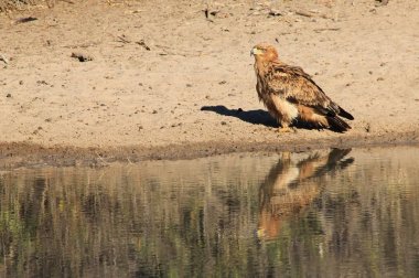 güzel vahşi kartal kuş yakın çekim