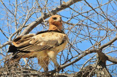 güzel vahşi kartal kuş yakın çekim