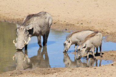 doğal yaşam alanında yaban yaban domuzlarının yakın çekim